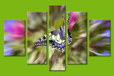 Категория "Бабочки" модульная картина 11-0006-M03