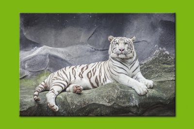 Категория "Животные" картина 02-0002 размер М